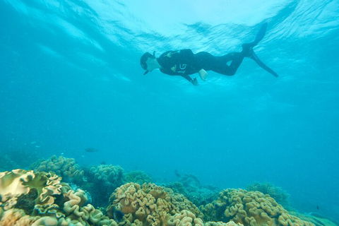 Ocean Freedom Great Barrier Reef Personal Luxury Snorkel & Dive Cruise, Cairns - Sydney 4u 5