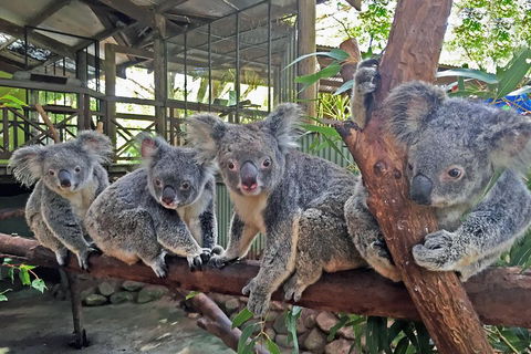 Best Of Kuranda Including Skyrail, Kuranda Scenic Railway And Rainforestation - Accommodation Sydney 4