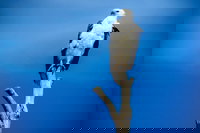 Kangaroo Island 75-Minute Ocean Safari, North Cape