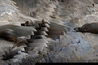 Kangaroo Island Ocean Safari - Snorkeling Safari, North Cape