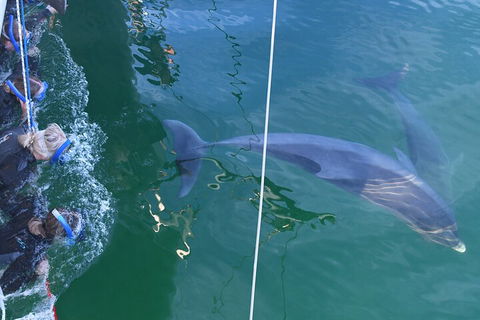 Dolphin Cruise From Adelaide With Optional Dolphin Swim - Sydney 4u 0