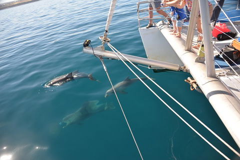 Dolphin Cruise From Adelaide With Optional Dolphin Swim - Sydney 4u 1