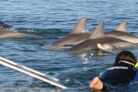 Dolphin Cruise From Adelaide With Optional Dolphin Swim - Sydney 4u 2