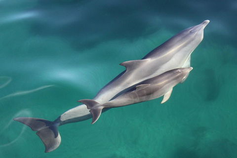 Dolphin Cruise From Adelaide With Optional Dolphin Swim - Sydney 4u 4