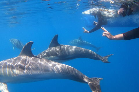 Dolphin Cruise From Adelaide With Optional Dolphin Swim - Sydney 4u 5
