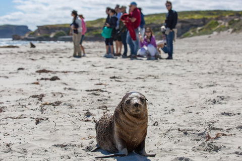 Kangaroo Island In A Day Tour From Adelaide - Sydney 4u 0