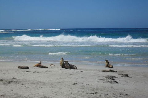 Kangaroo Island In A Day Tour From Adelaide - Sydney 4u 1