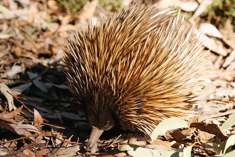 Kangaroo Island In A Day Tour From Adelaide - Sydney 4u 2