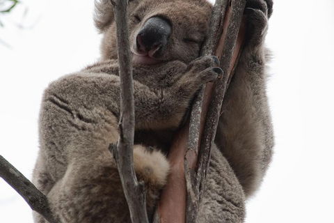 2-Day Kangaroo Island 4WD Small-Group Tour From Adelaide - Accommodation Sydney 0