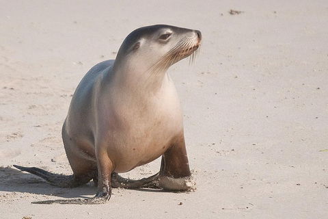 2-Day Kangaroo Island 4WD Small-Group Tour From Adelaide - Accommodation Sydney 4