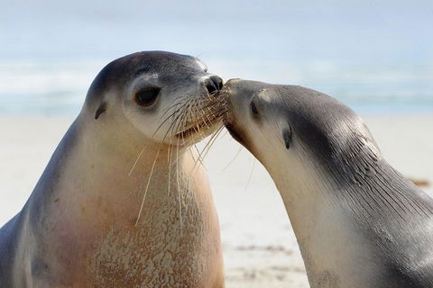 2 Day Ultimate Kangaroo Island With Return Ferry - Sydney 4u 2