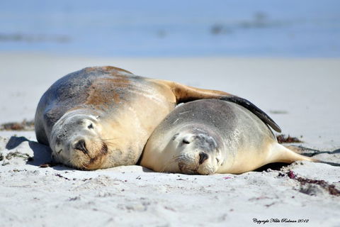 NEW TOUR - Kangaroo Island Road To Recovery Tour (1 Day/1 Night) - Sydney 4u 1