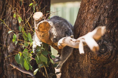 Melbourne City Tour And Phillip Island In One Day - Sydney 4u 0