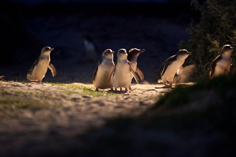 Melbourne City Tour And Phillip Island In One Day - Sydney 4u 4