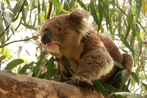 Private Tour: Great Ocean Road From Melbourne - Accommodation Sydney 1