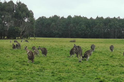 Private Tour: Great Ocean Road From Melbourne - Accommodation Sydney 4