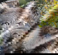 Kuranda Koala Gardens and Birdworld Admission Tickets - Sydney 4u