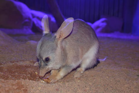Kuranda Wildlife Experience Three Attraction Pass - Sydney 4u 0