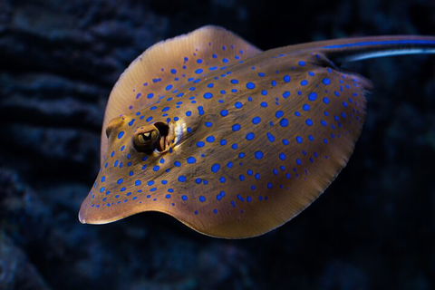 Cairns Aquarium Tour By Twilight With Drink And Appetiser - Accommodation Sydney 0