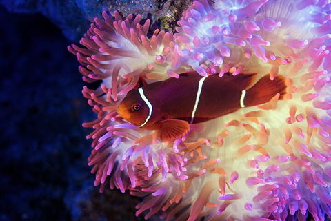 Cairns Aquarium Tour By Twilight With Drink And Appetiser - Accommodation Sydney 5