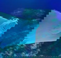 Cairns Aquarium Family Ticket - Sydney 4u