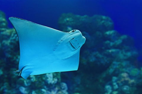 Cairns Aquarium Family Ticket - Sydney 4u 0