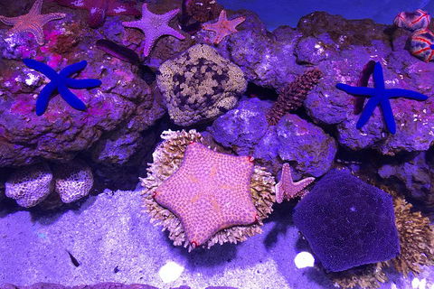Cairns Aquarium Family Ticket - Sydney 4u 1