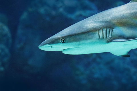 Cairns Aquarium Family Ticket - Sydney 4u 5