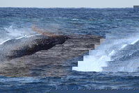 Whale Watching by Sea World Cruises, Surfers Paradise