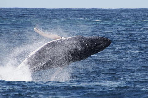 Whale Watching By Sea World Cruises - Accommodation Sydney 0