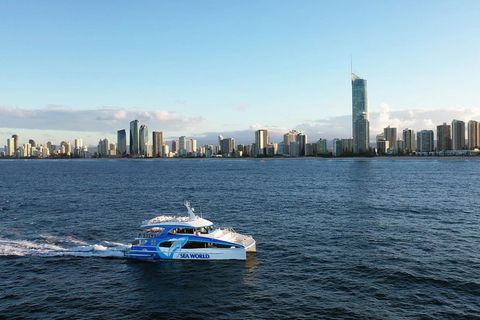 Whale Watching By Sea World Cruises - Accommodation Sydney 1