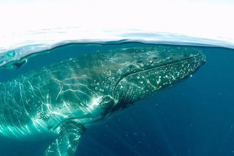 Whale Watching By Sea World Cruises - Accommodation Sydney 2