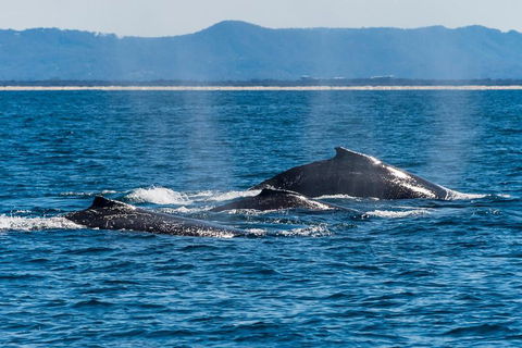 Whale Watching By Sea World Cruises - Accommodation Sydney 4
