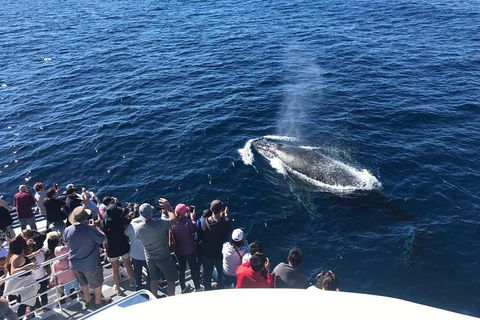 Whale Watching By Sea World Cruises - Accommodation Sydney 5