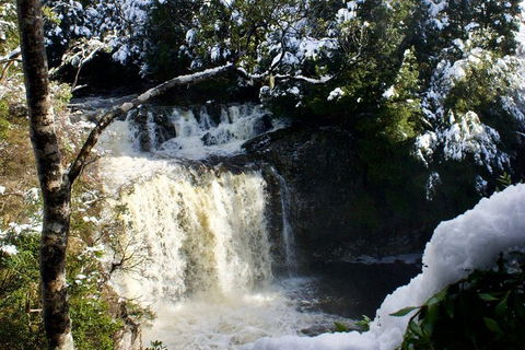 Cradle Mountain Day Tour From Launceston Including Lunch - Sydney 4u 0