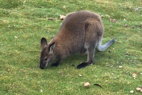 Cradle Mountain Day Tour From Launceston Including Lunch - Sydney 4u 5