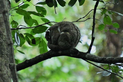 Private Daintree And Cape Tribulation Tour From Port Douglas - Accommodation Sydney 5