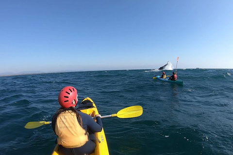Kayaking With Dolphins In Byron Bay Guided Tour - Sydney 4u 3