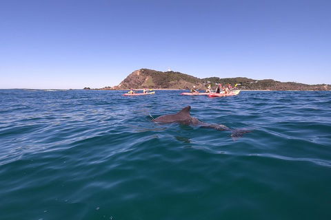 Kayaking With Dolphins In Byron Bay Guided Tour - Sydney 4u 5