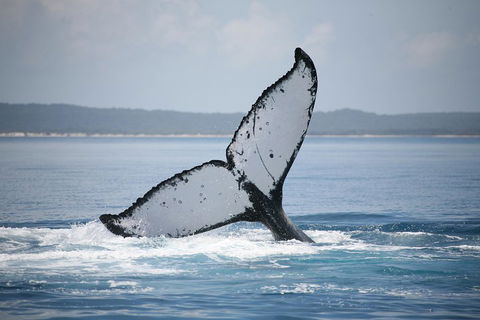 Hervey Bay Whale Watching Cruise - Sydney 4u 0