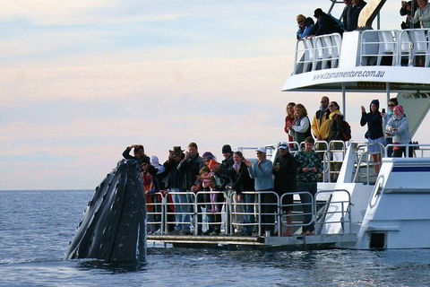 Hervey Bay Whale Watching Cruise - Sydney 4u 1