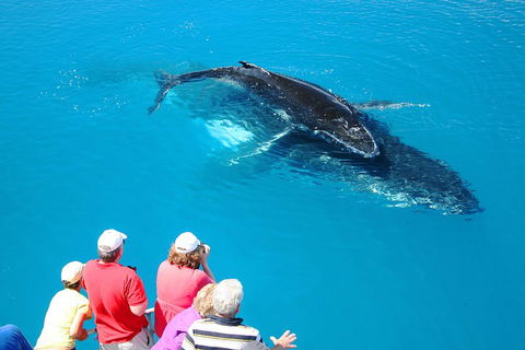 Hervey Bay Whale Watching Cruise - Sydney 4u 2