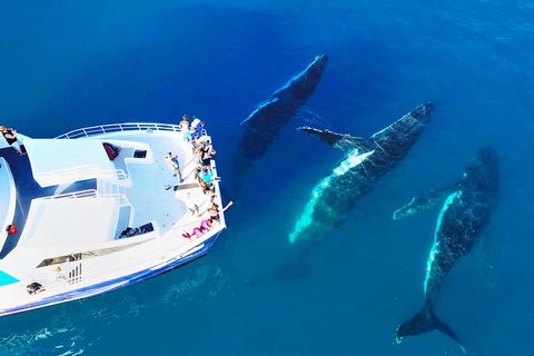 Hervey Bay Whale Watching Cruise - Sydney 4u 3