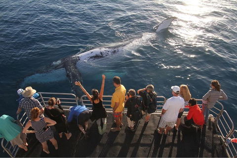 Hervey Bay Whale Watching Cruise - Sydney 4u 4