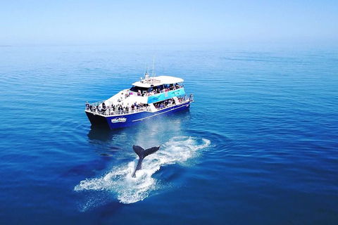 Hervey Bay Whale Watching Cruise - Sydney 4u 5