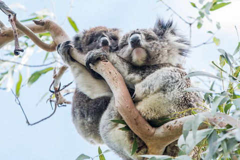 Great Ocean Road And 12 Apostles Day Trip From Melbourne - Sydney 4u 1