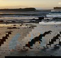 Phillip Island Penguin Parade Day Trip with Koala Conservation Reserve Visit - Sydney 4u