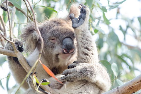 Great Ocean Road Reverse Itinerary With 12 Apostles From Melbourne - Sydney 4u 1