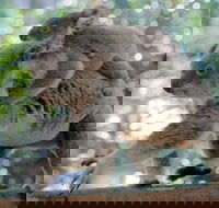 Lone Pine Koala Sanctuary Admission with Brisbane River Cruise - Accommodation Sydney