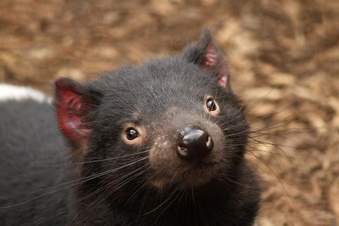 Day Tour In Mt. Field, Mt. Wellington, Bonorong Wildlife Sanctuary And Richmond - Sydney 4u 4
